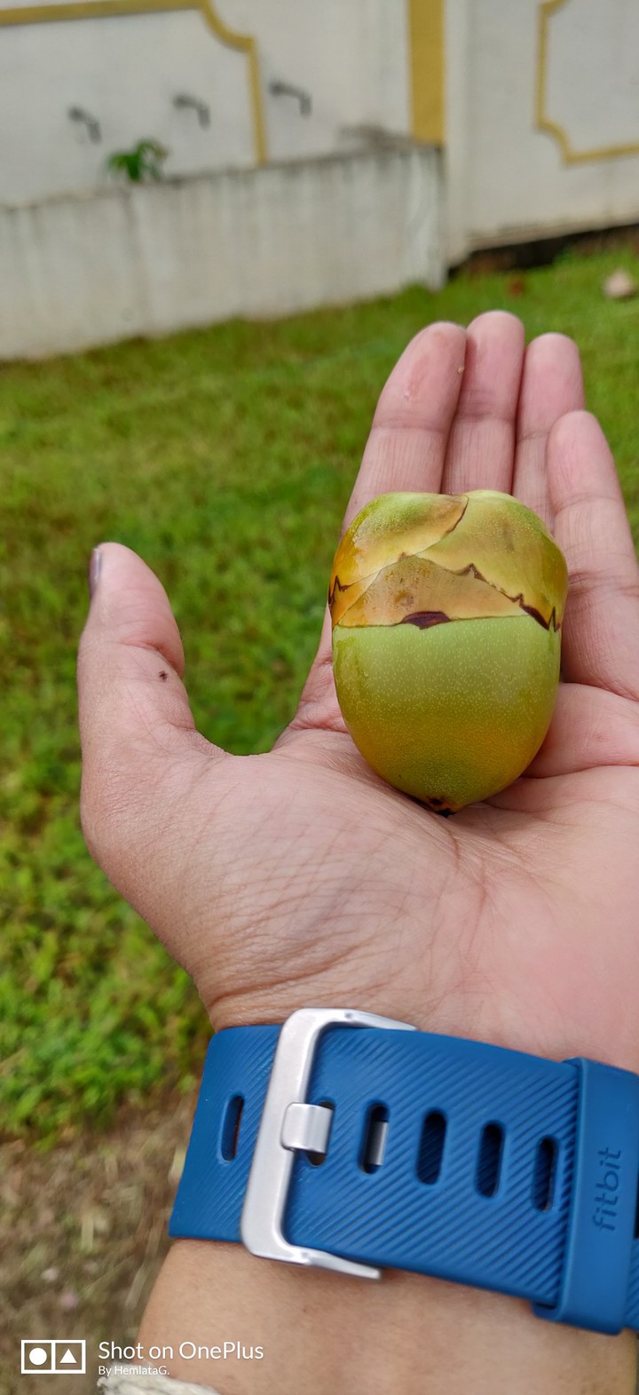 New life budding