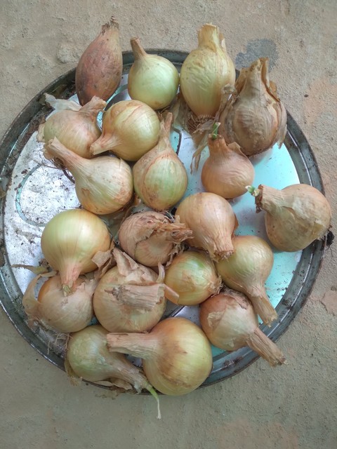 Hành nhà chú