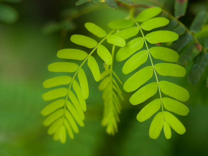 monsoon leaves
