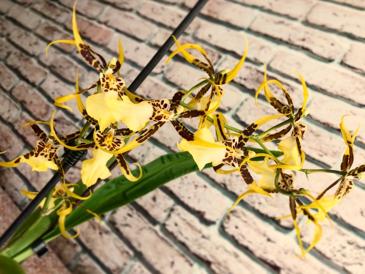 Orchid