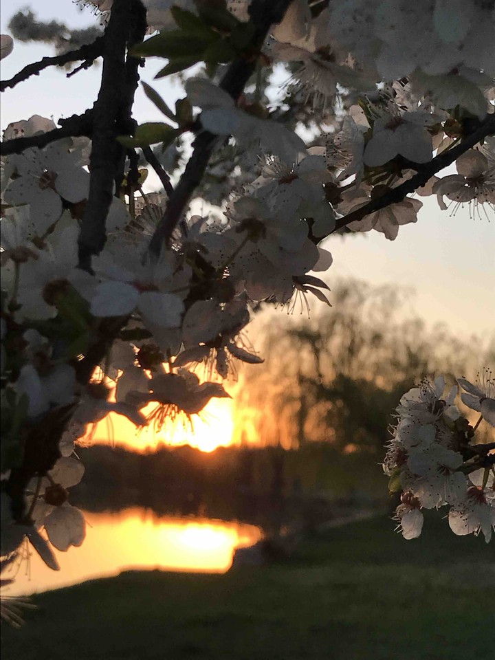 spring