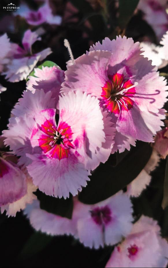 petunia