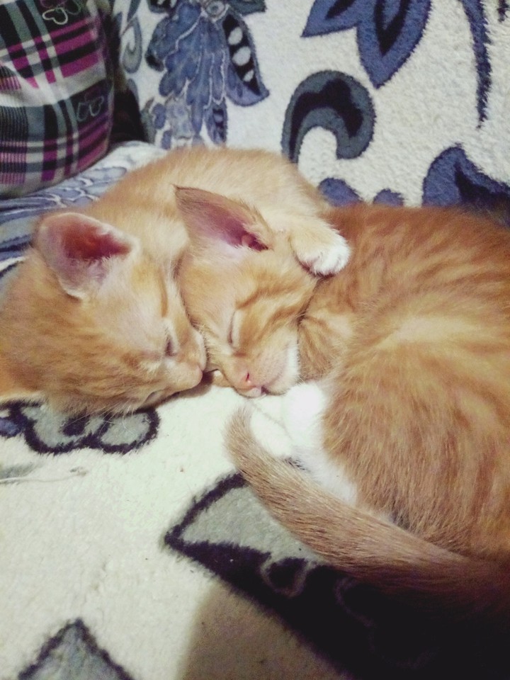 #котчта