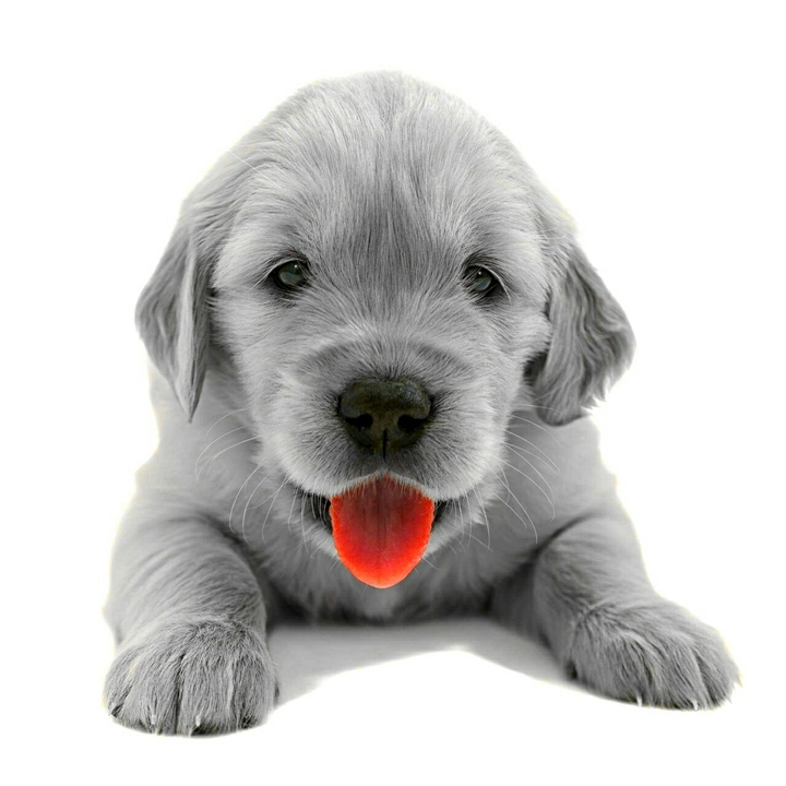 Little Dog