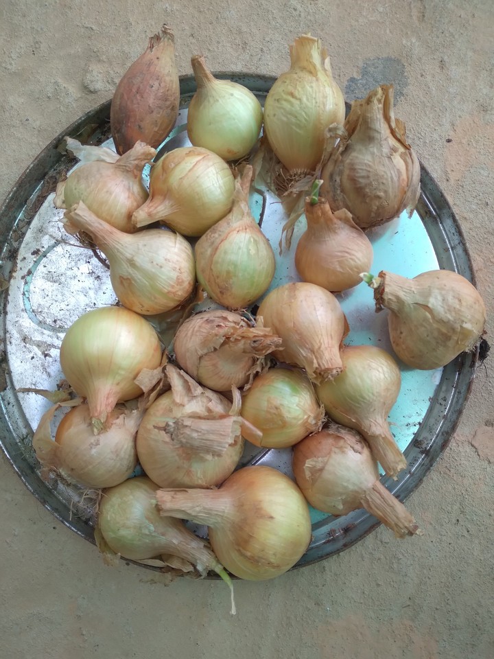 Hành nhà chú