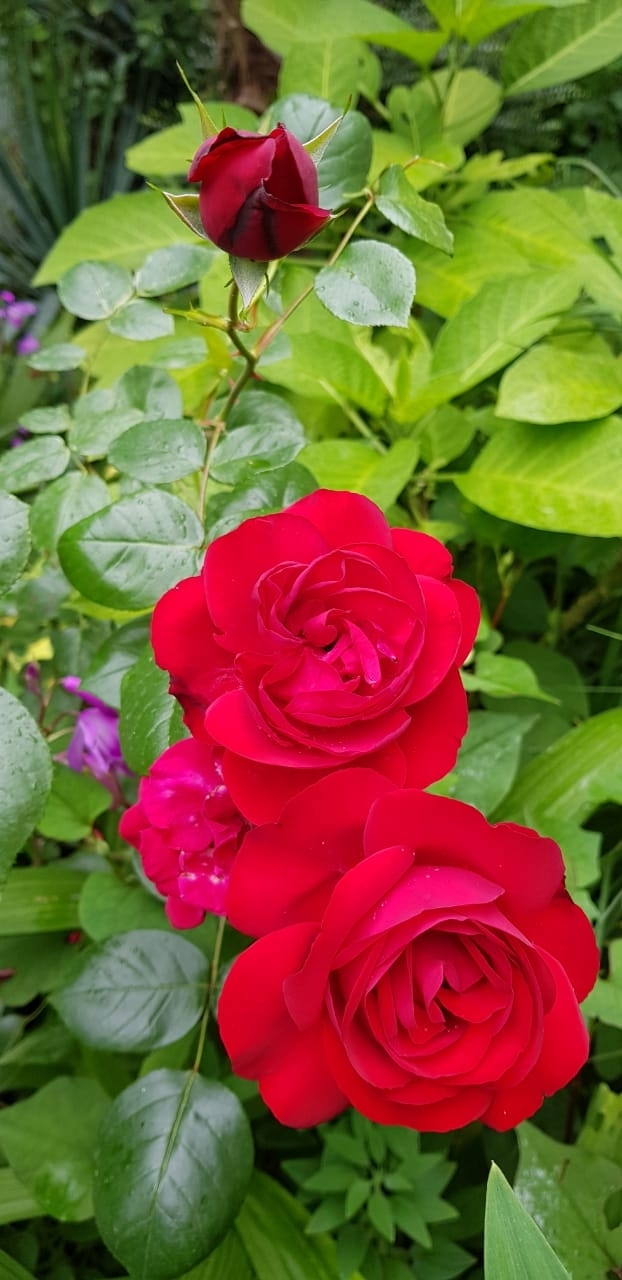 evening rose