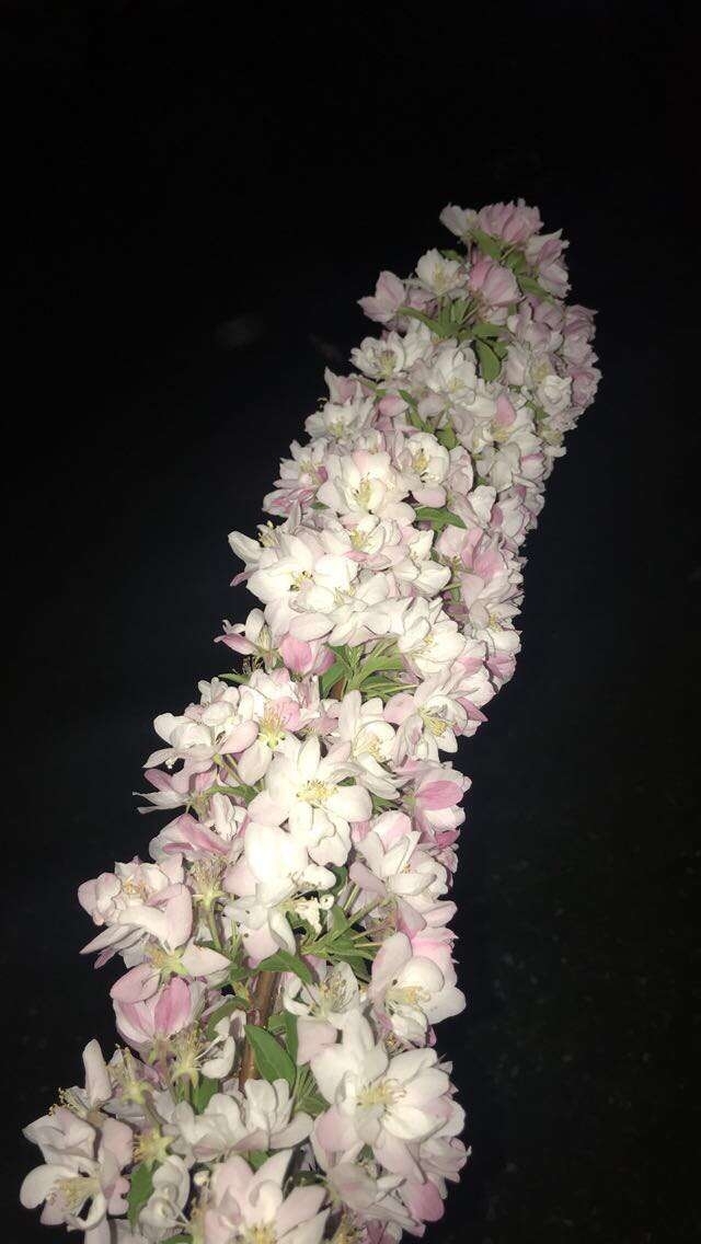 peaceful night