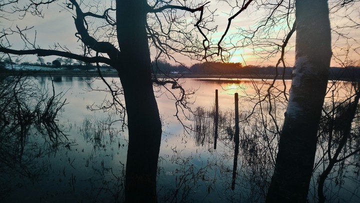 See & Trees