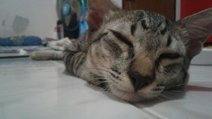 Jimmy Cat