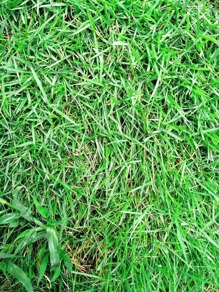 grass