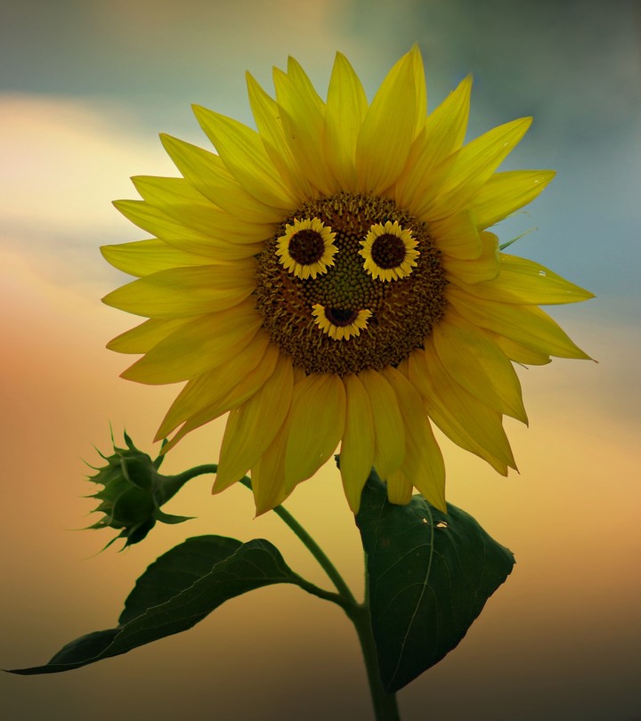 Happy Sunflower