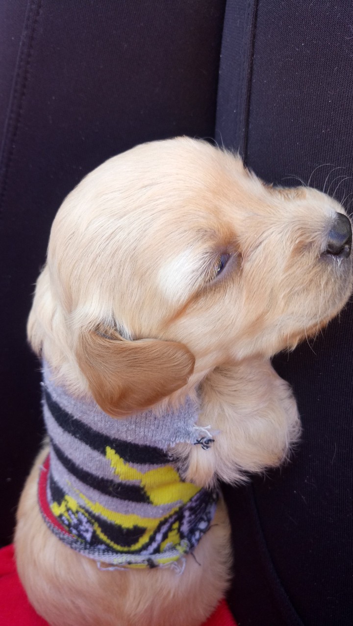 Filhote de Poodle