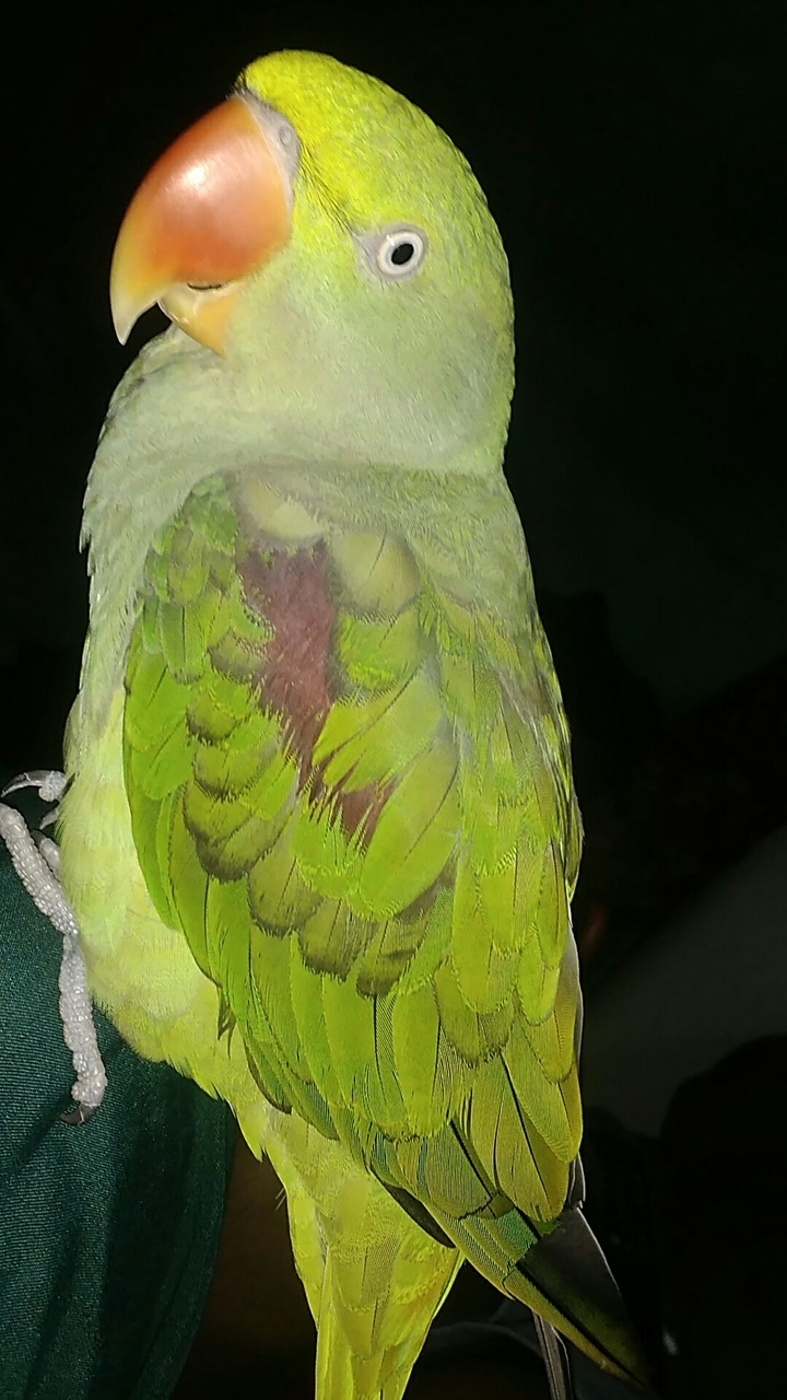 parrot