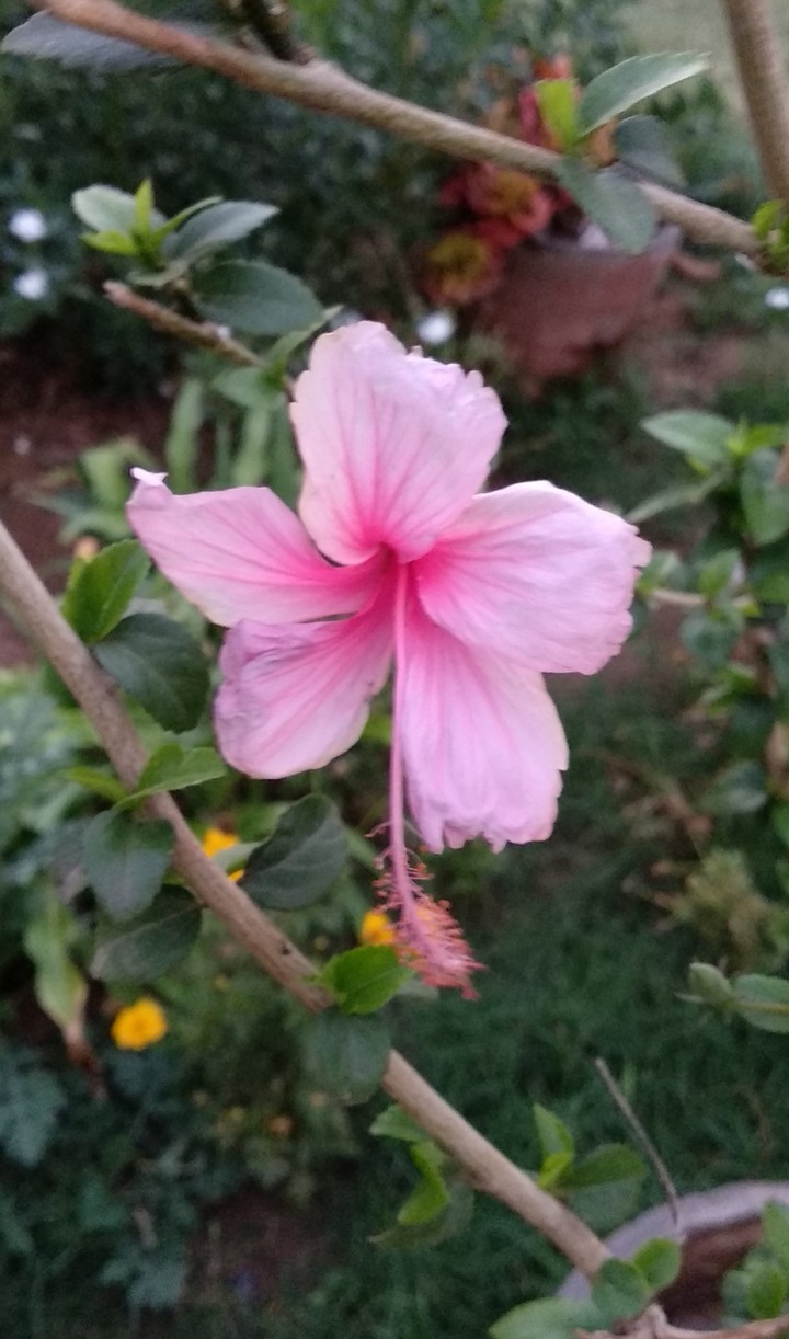 flower