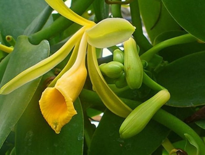 Vanilla