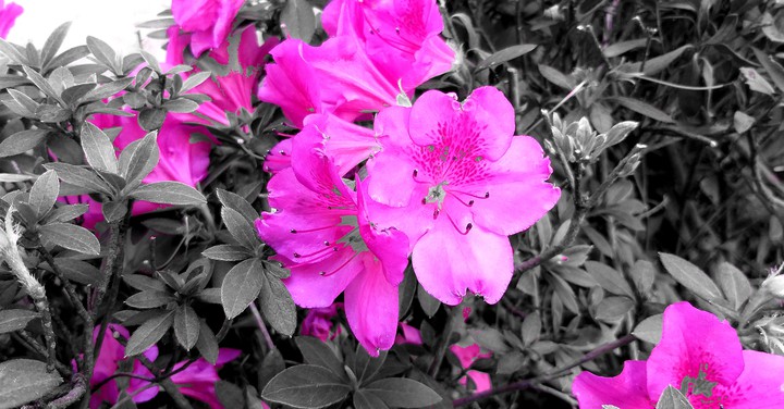 Colors