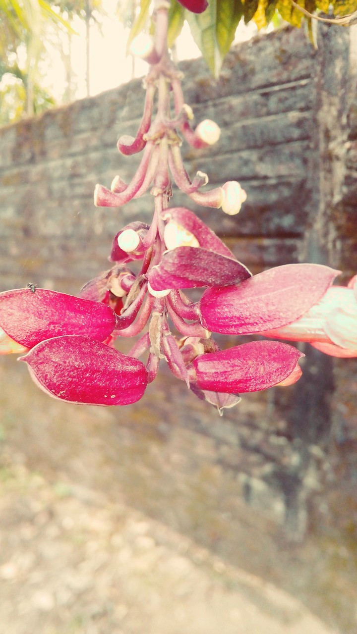 #Flower
