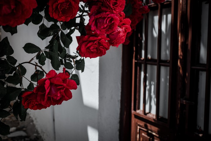 walk through the alley of the village of roses