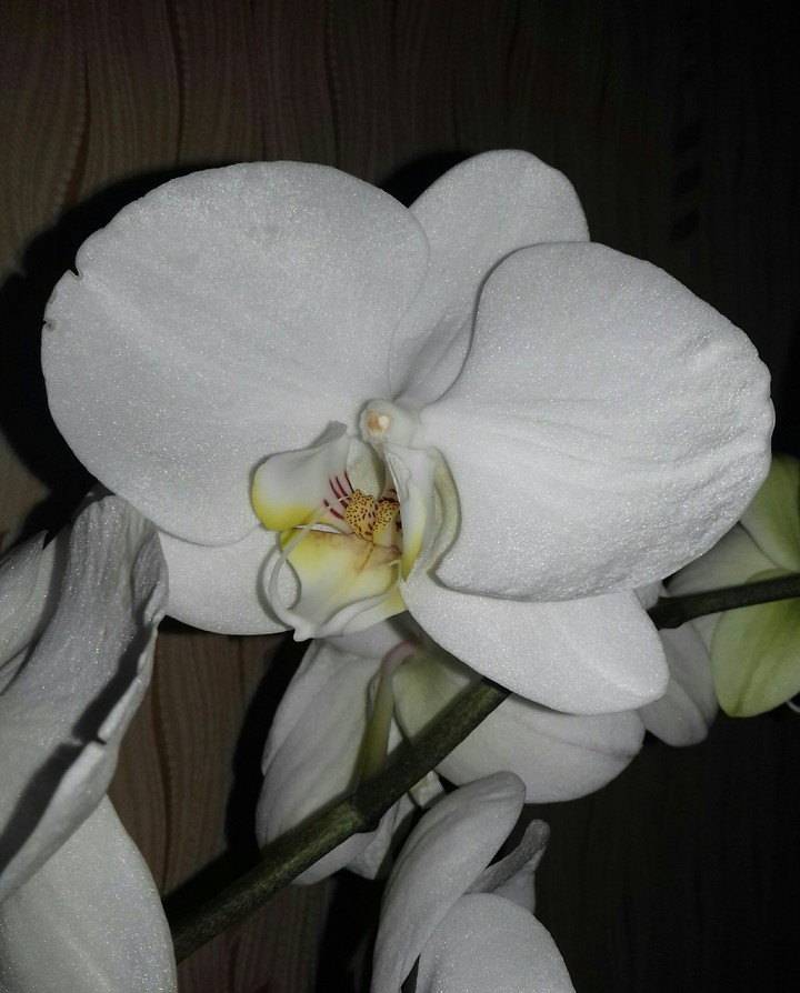 ☆♡☆White Orhid☆♡☆