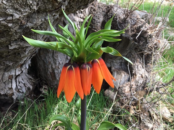 Spring Messenger, Zagros Mountains, Iran