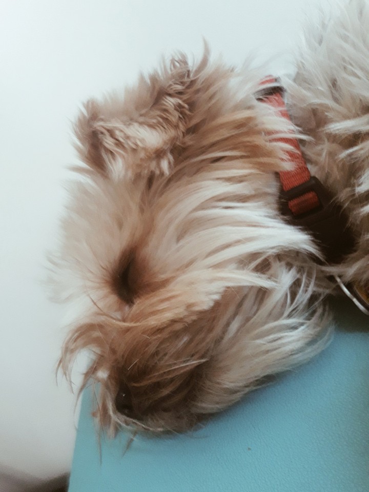 dog