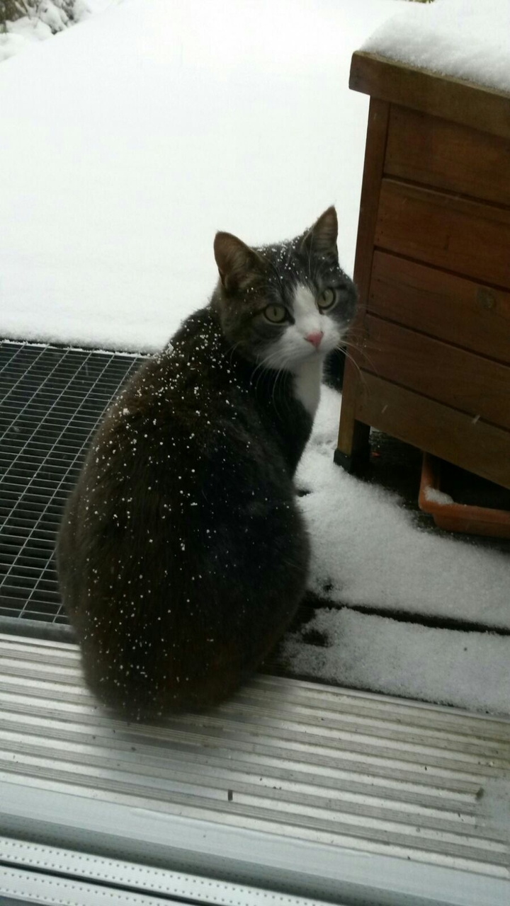 Cat in snow