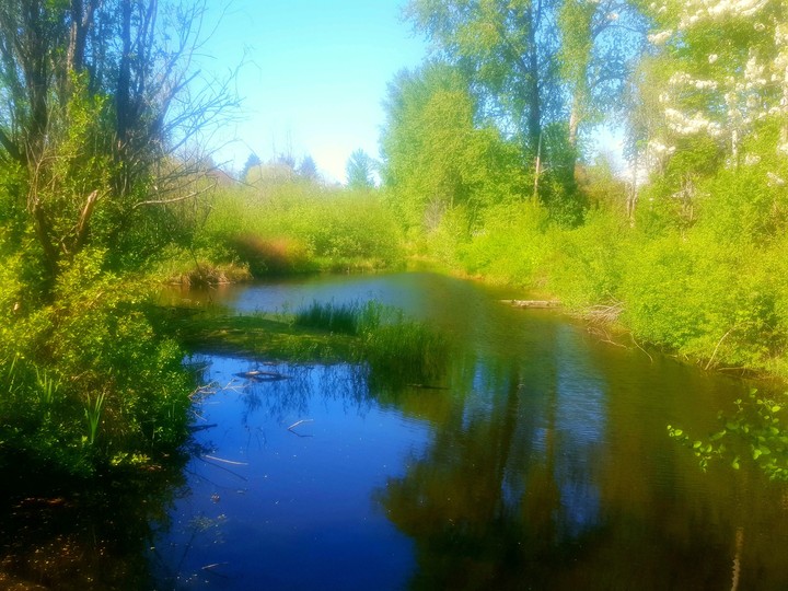 Swampy Like