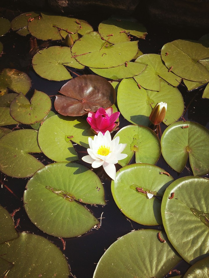 lotus