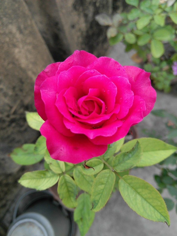 rose2