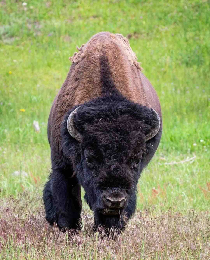 Buffalo
