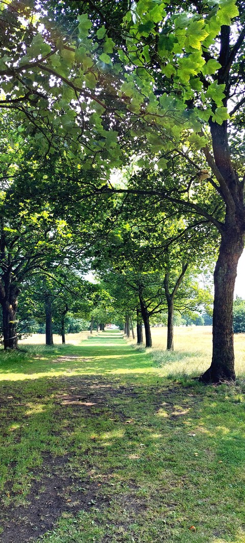 the avenue