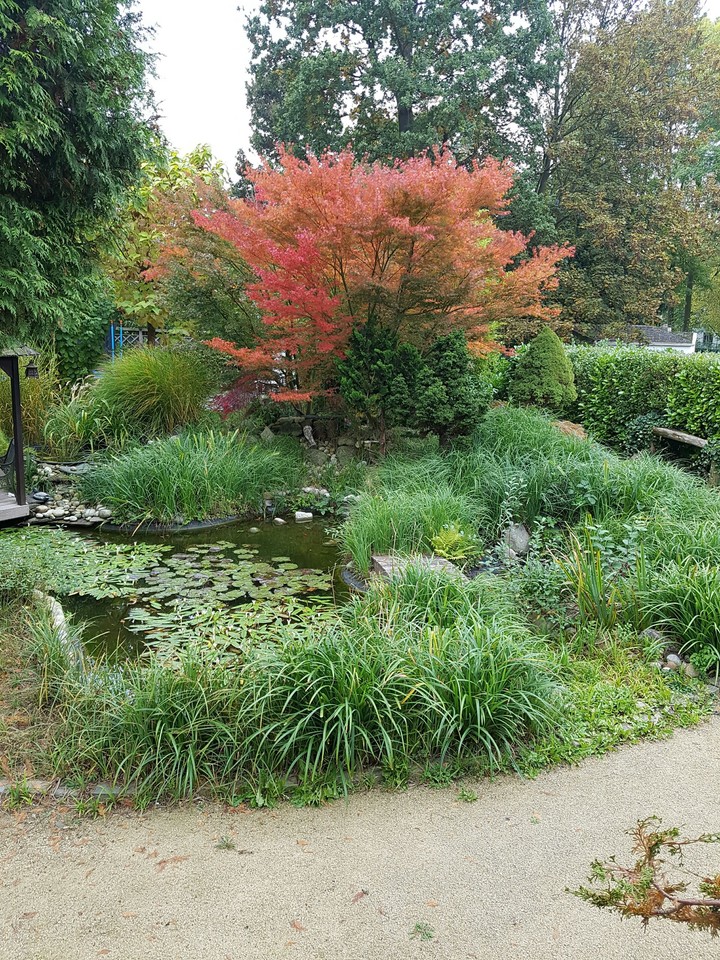 my garden
