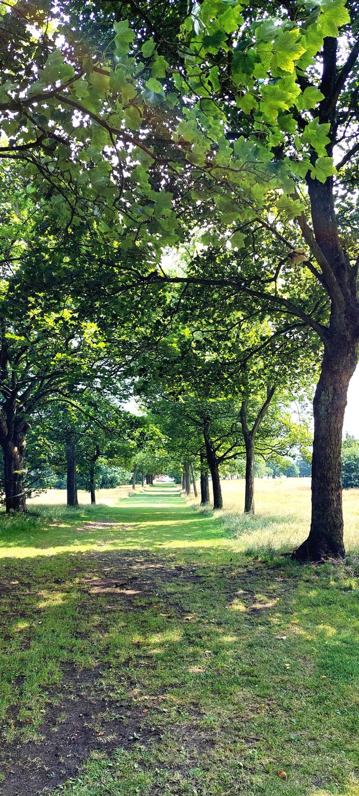 the avenue