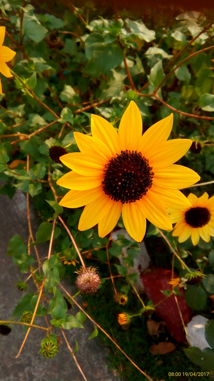 sunflower