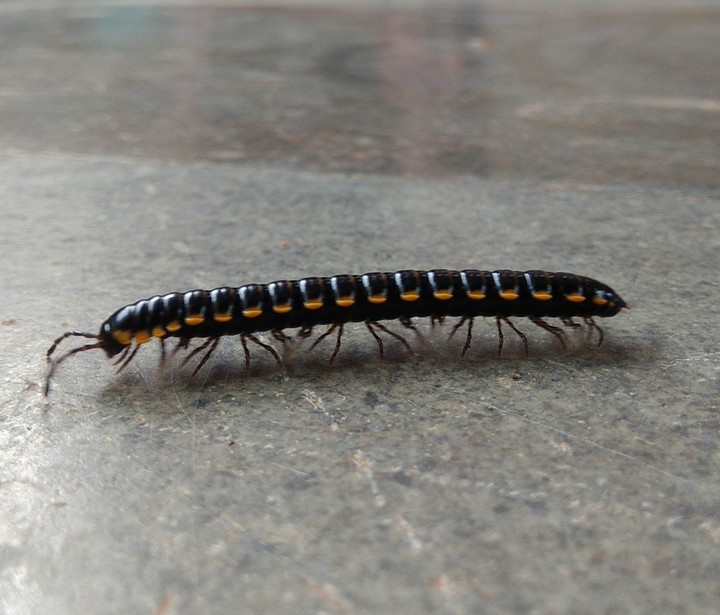MILLIPEDE 