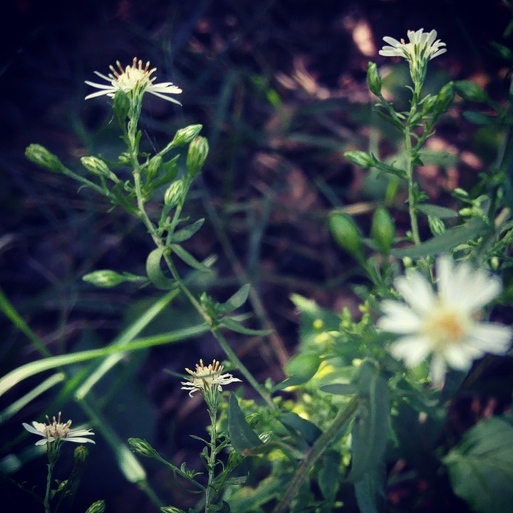 Wild and Free