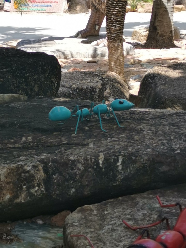 ant