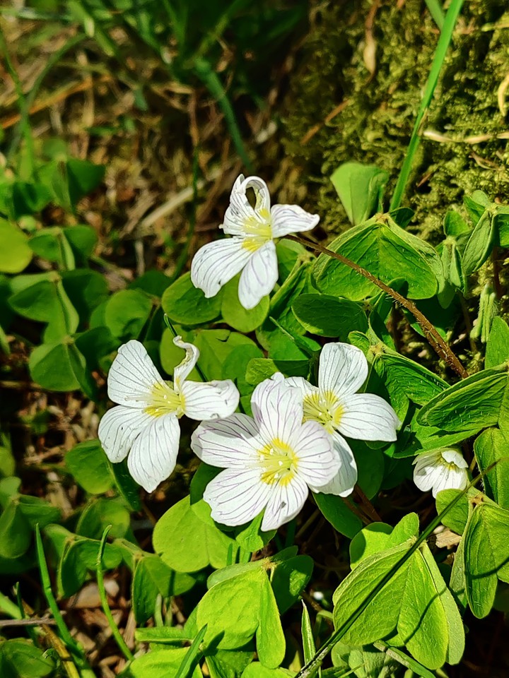 wild flower