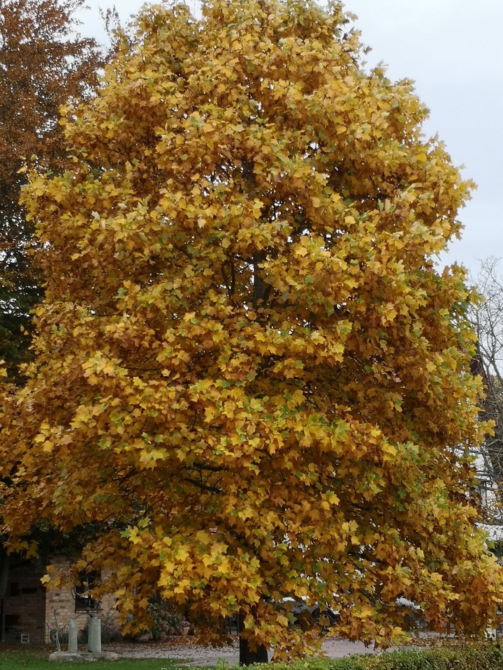 Baum
