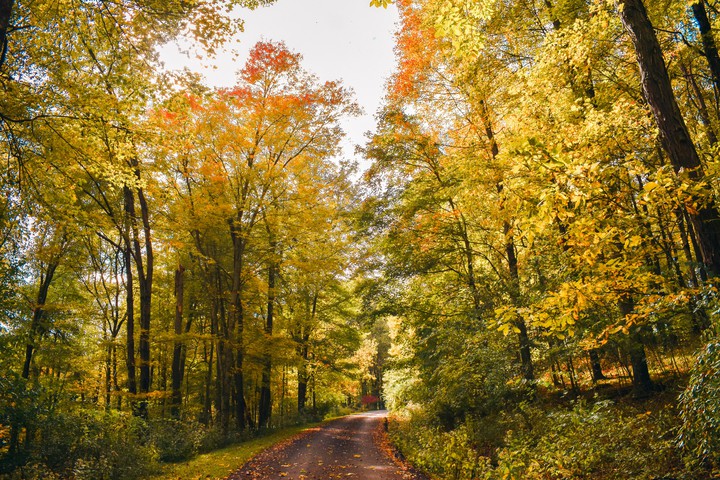 Fall Trees