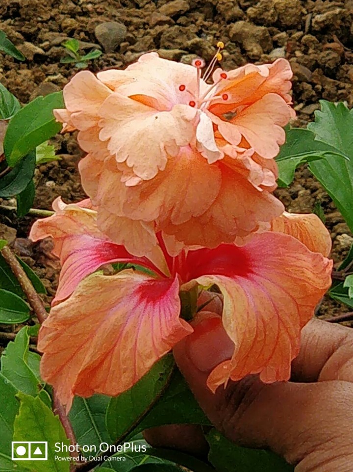 double hibiscus