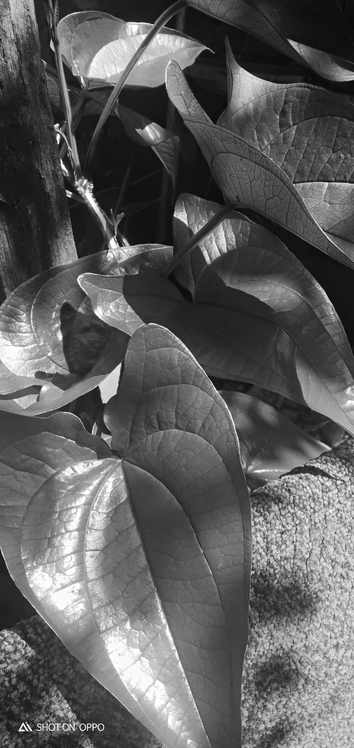 plant