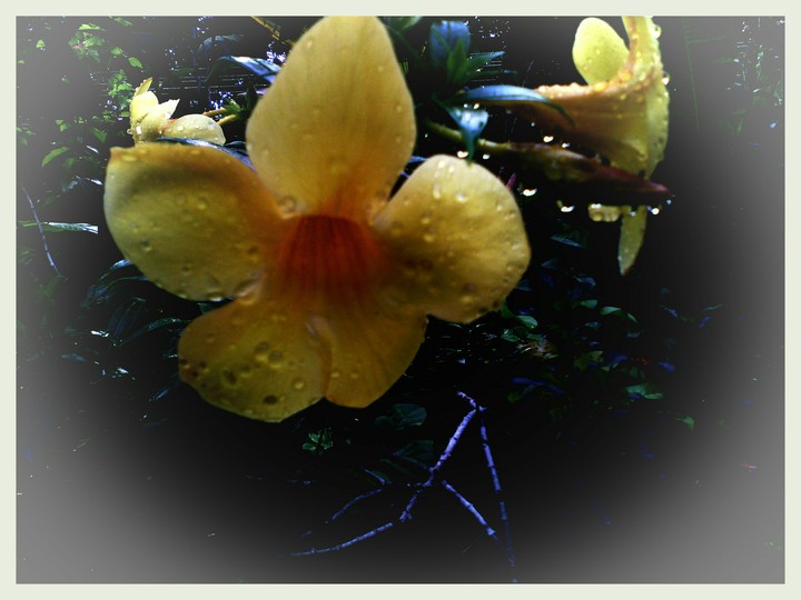 Yellow Flower