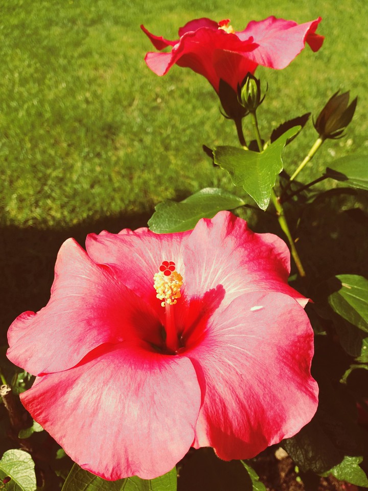 manifique flowers