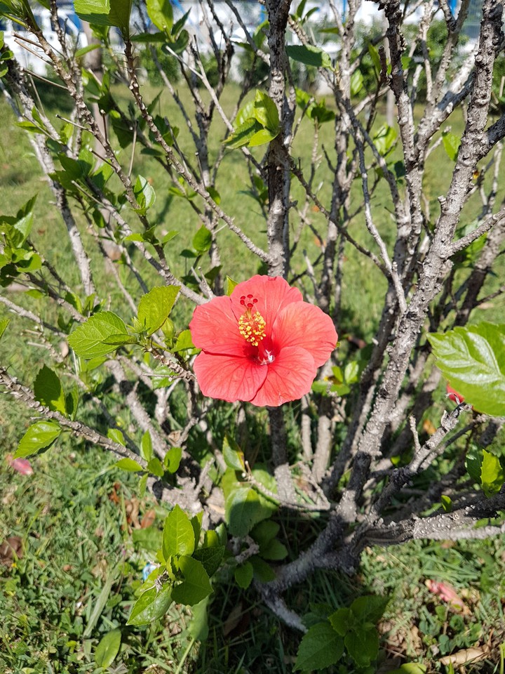 Natureza
