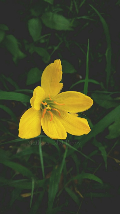 #flower #yellow #blossom #new