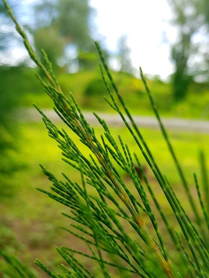 pine leaves