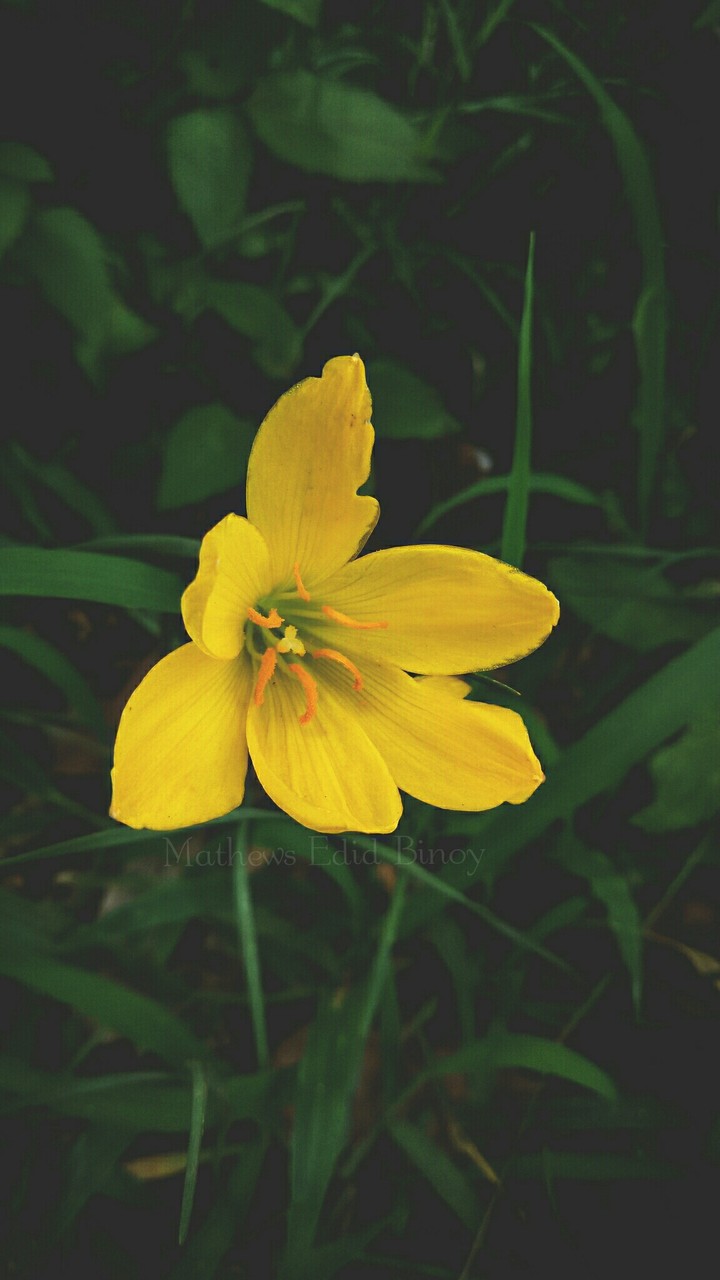 #flower #yellow #blossom #new
