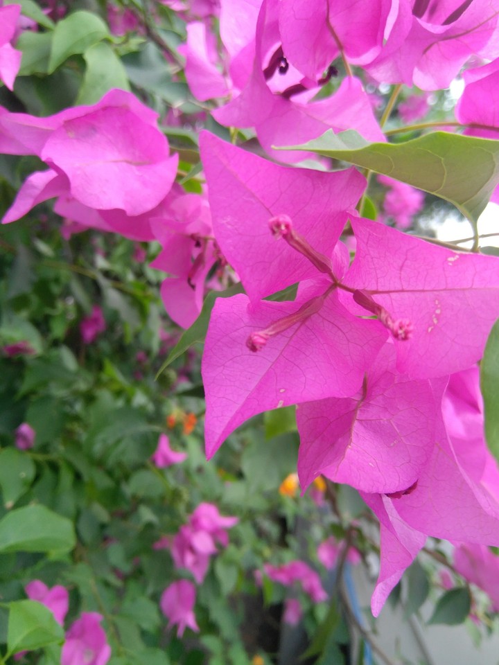 flower 3
