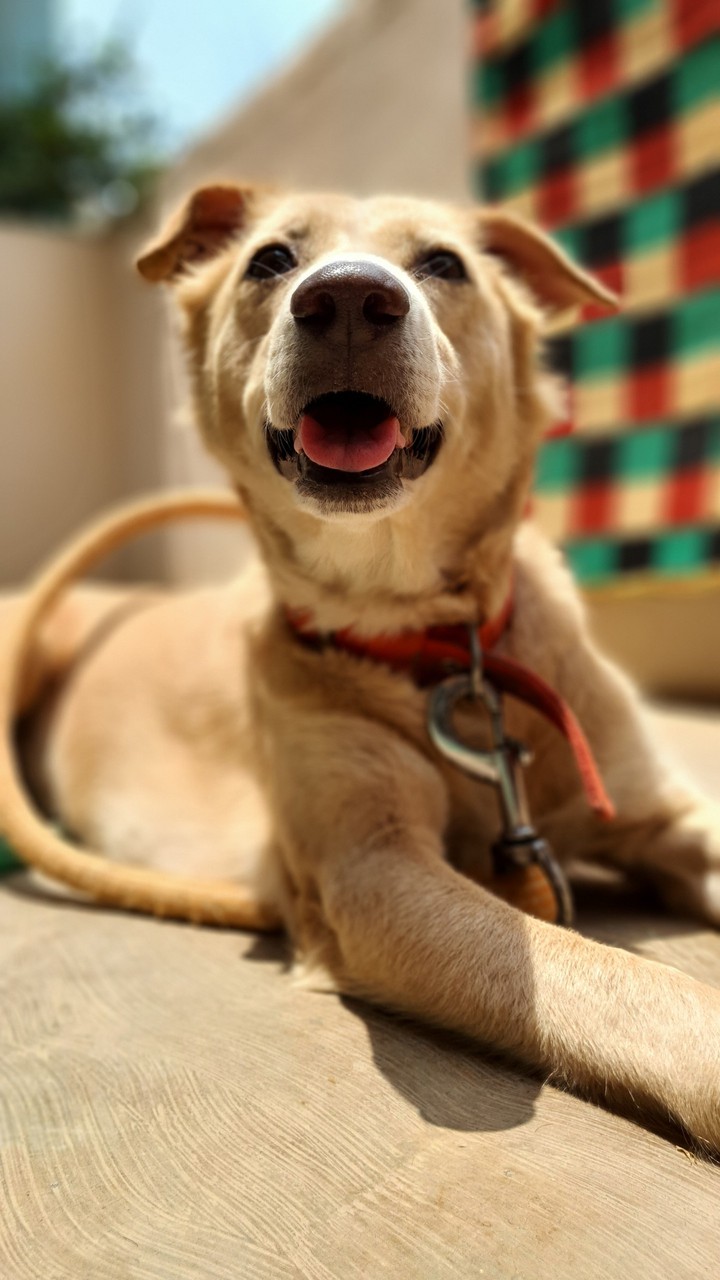 dog